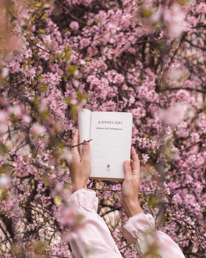 Libro entre cerezos